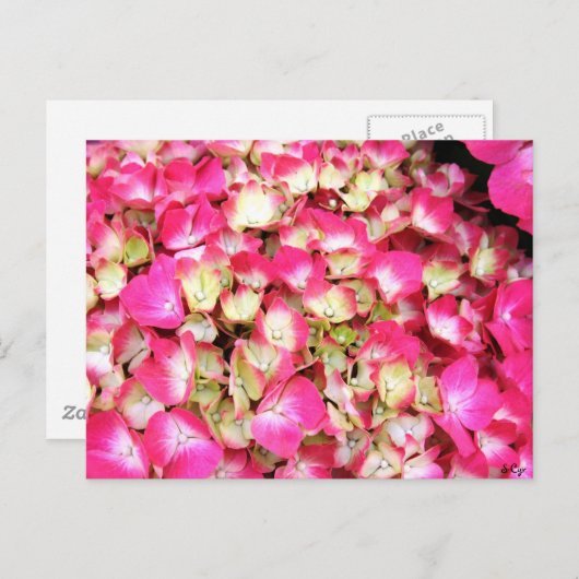Pink Hydrangea Bouquet Briefkaart (Voorkant / Achterkant)
