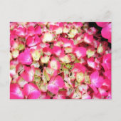 Pink Hydrangea Bouquet Briefkaart (Voorkant)