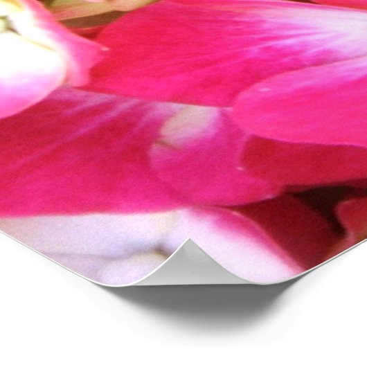 Pink Hydrangea Bouquet Poster S Cyr (Hoek)