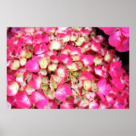Pink Hydrangea Bouquet Poster S Cyr (Voorkant)