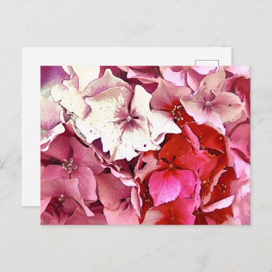 PINK HYDRANGEA BRIEFKAART (Voorkant / Achterkant)