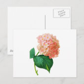 Pink Hydrangea door Pierre Joseph Redoute Briefkaart (Voorkant / Achterkant)