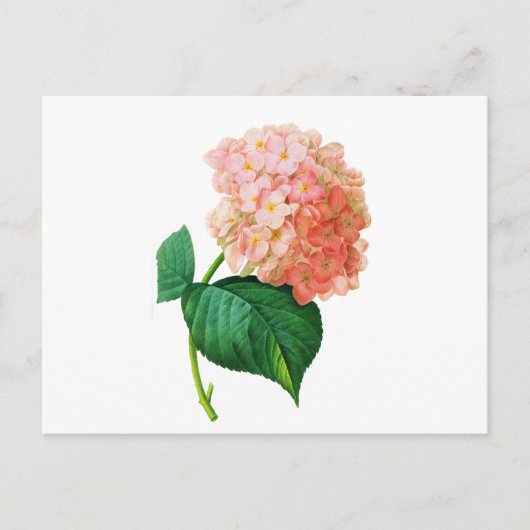Pink Hydrangea door Pierre Joseph Redoute Briefkaart (Voorkant)