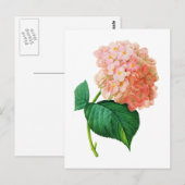 Pink Hydrangea door Pierre Joseph Redoute Briefkaart (Voorkant / Achterkant)