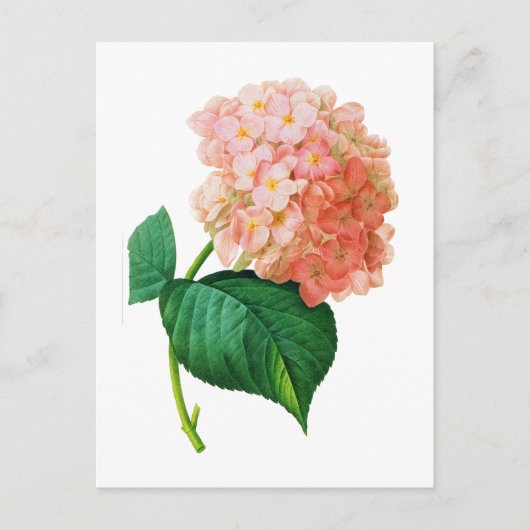Pink Hydrangea door Pierre Joseph Redoute Briefkaart (Voorkant)
