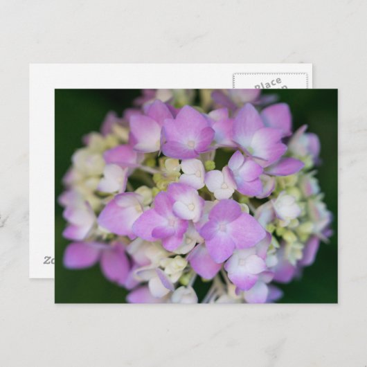 Pink Hydrangea Flowers Floral Briefkaart (Voorkant / Achterkant)