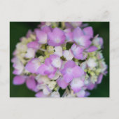 Pink Hydrangea Flowers Floral Briefkaart (Voorkant)