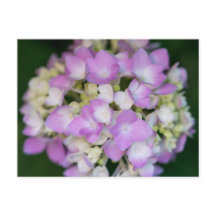 Pink Hydrangea Flowers Floral Briefkaart