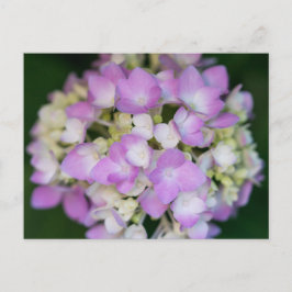 Pink Hydrangea Flowers Floral Briefkaart