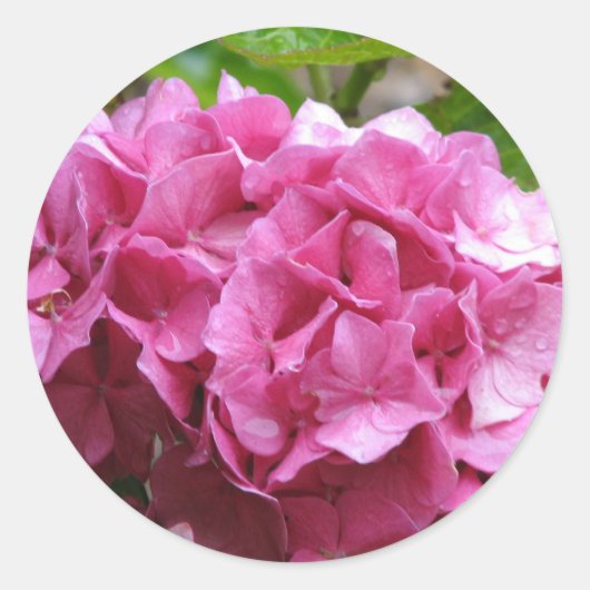 Pink Hydrangea Sticker (Voorkant)