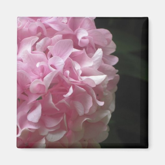 Pink Hydrangeas Magnets Magneet (Voorkant)