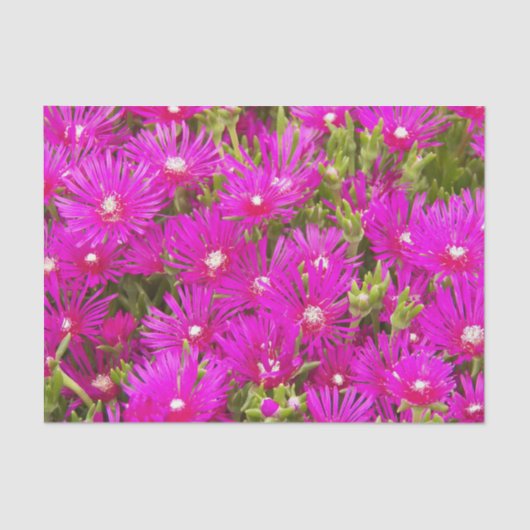 Pink Ice Plant Flowers Floral Tissuepapier (Voorkant)