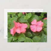 Pink Impatiens Flowers Briefkaart (Voorkant / Achterkant)