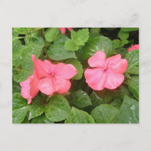 Pink Impatiens Flowers Briefkaart