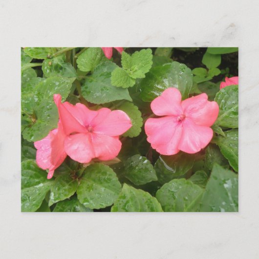 Pink Impatiens Flowers Briefkaart (Voorkant)