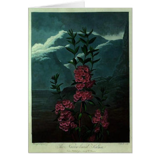 Pink Kalmia