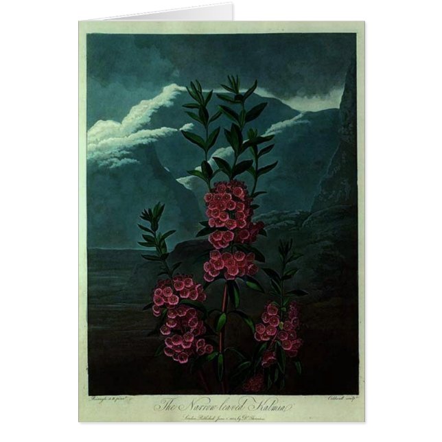 Pink Kalmia (Voorkant)