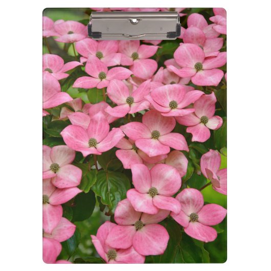Pink kousa dogwood bloemen klembord (Voorkant)