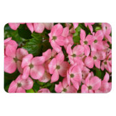 Pink kousa dogwood magnet magneet (Horizontaal)