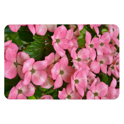 Pink kousa dogwood magnet magneet (Horizontaal)