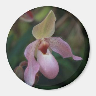 Pink Lady's Slipper Orchid Magneet