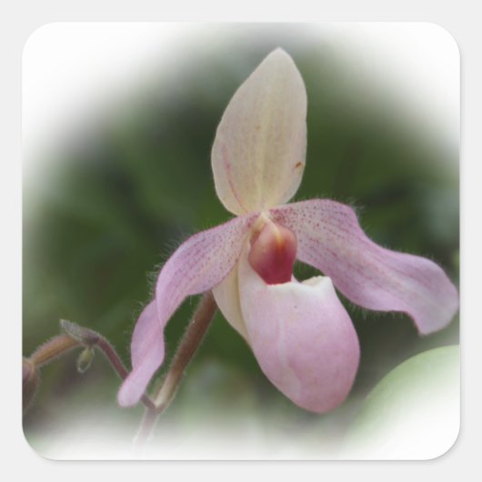 Pink Lady's Slipper Orchid Vierkante Sticker (Voorkant)