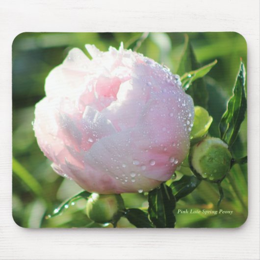 Pink Late Spring Peony Muismat (Voorkant)