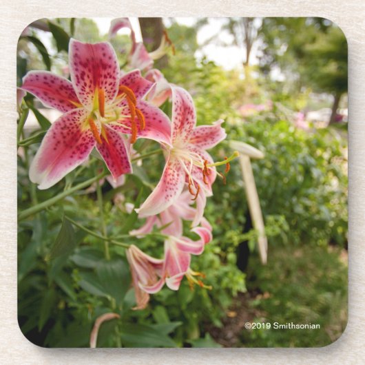 Pink Lillies Bier Onderzetter (Voorkant)