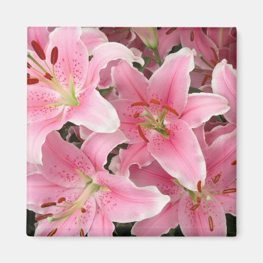 Pink Lillies Magnet (Voorkant)