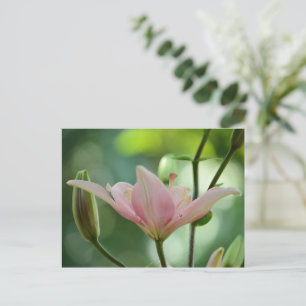 Pink Lily-Bokeh van Shirley Taylor Briefkaart