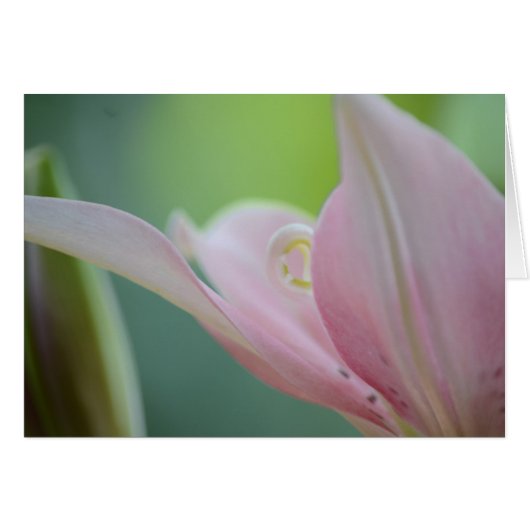 Pink Lily by Shirley Taylor (Voorkant Horizontaal)