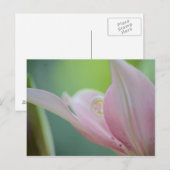 Pink Lily by Shirley Taylor Briefkaart (Voorkant / Achterkant)