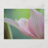 Pink Lily by Shirley Taylor Briefkaart (Voorkant)