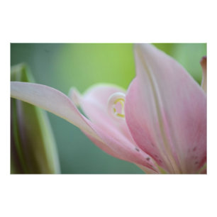 Pink Lily by Shirley Taylor Foto Afdruk