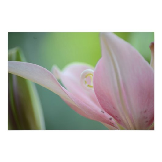 Pink Lily by Shirley Taylor Foto Afdruk (Voorkant)