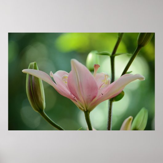 Pink Lily by Shirley Taylor Poster (Voorkant)