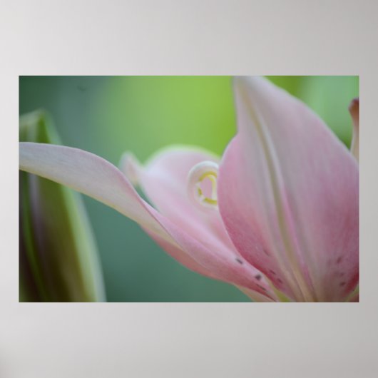Pink Lily by Shirley Taylor Poster (Voorkant)