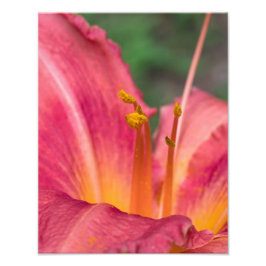 Pink Lily Macro Foto Afdruk