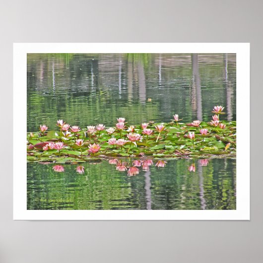 "PINK LOTUS BLOSSOMS AND REFLECTIONS IN POND" POSTER (Voorkant)