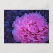 Pink Lush Peony Flower Briefkaart (Voorkant)