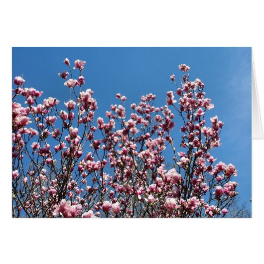 Pink Magnolia Flowers Blue Sky Note Card (Voorkant Horizontaal)