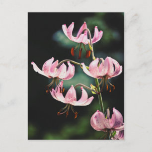 Pink Martagon Lily Flowers Briefkaart