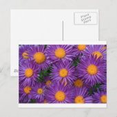 Pink Michaelmas Daisy Briefkaart (Voorkant / Achterkant)