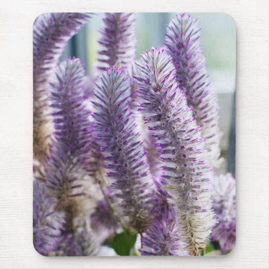 Pink Mulla Mulla Mousepad Muismat (Voorkant)