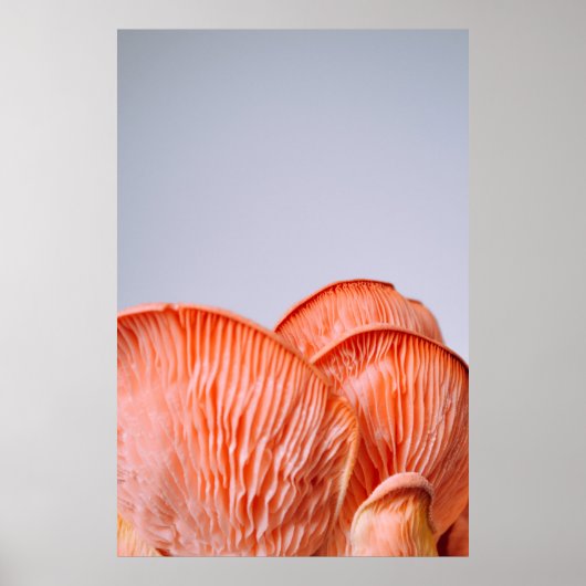 PINK MUSHROOMS POSTER (Voorkant)