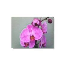 PINK ORCHID canvas
