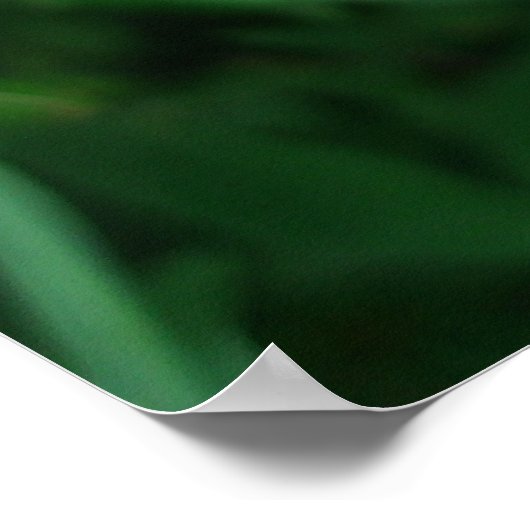 Pink Orchids Poster (Hoek)