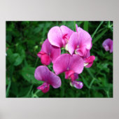 Pink Orchids Poster (Voorkant)