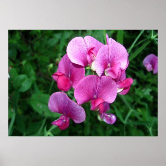 Pink Orchids Poster (Voorkant)