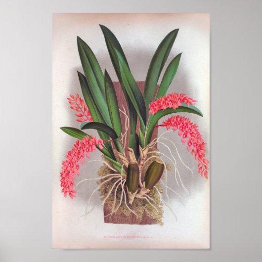 Pink Orchids  Rodriguezia Bunhagen Poster (Voorkant)